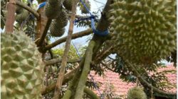 Black Thorn Durian Hitam Indonesia Kaya Manfaat