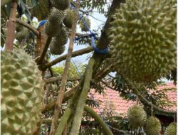 Black Thorn Durian Hitam Indonesia Kaya Manfaat