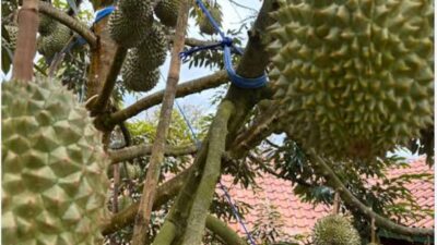 Black Thorn Durian Hitam Indonesia Kaya Manfaat