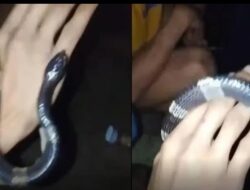 Pemuda Bogor Tewas Usai Main-main dengan Ular Weling, 1 Kritis