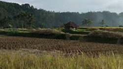 Panen Raya di Situmbuk, Bukti Semangat Petani Tanah Datar Menjaga Ketahanan Pangan