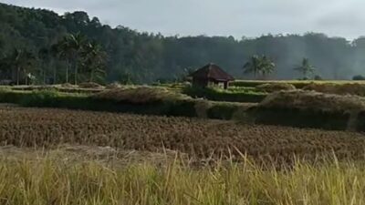 Panen Raya di Situmbuk, Bukti Semangat Petani Tanah Datar Menjaga Ketahanan Pangan