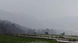 Usai Menanam, Hujan Turun di Persawahan Kampung Situmbuk, Petani Bersyukur