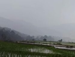 Usai Menanam, Hujan Turun di Persawahan Kampung Situmbuk, Petani Bersyukur